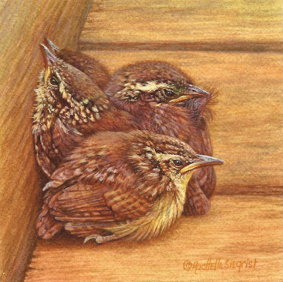 Miniature Painting of baby Carolina Wrens by Rachelle Siegrist