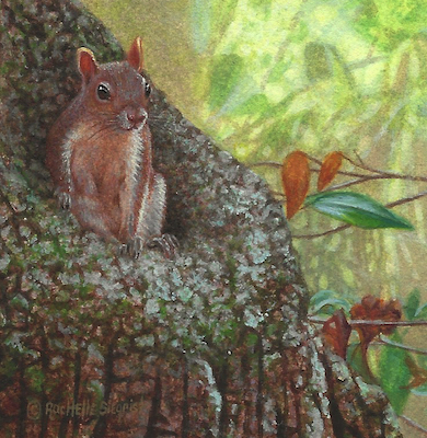 painting of a squirrel by Rachelle Siegrist