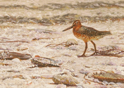 Miniature Painting of a Red Knot by Wes Siegrist