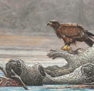 Miniature Painting of an immature bald eagle by Wes Siegrist