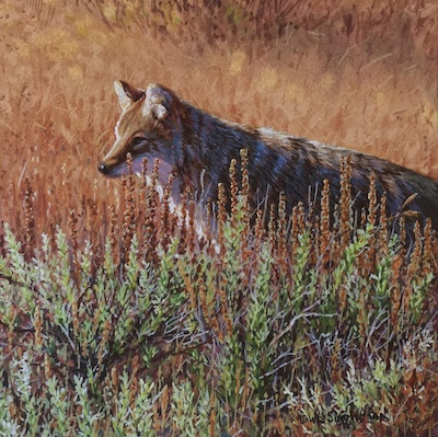 Miniature painting of a Coyote by Wes Siegrist