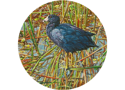 Miniature Painting of an American Coot by Wes Siegrist