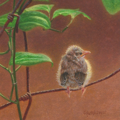 Miniature Painting of a baby Red-eyed Verio by Rachelle Siegrist