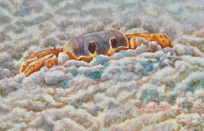 miniature painting of a Ghost Crab by Rachelle Siegrist