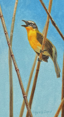 Miniature Painting of a Yellow-breasted Chat by Rachelle Siegrist