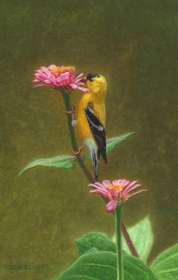 Miniature Painting of an American Goldfinch by Rachelle Siegrist