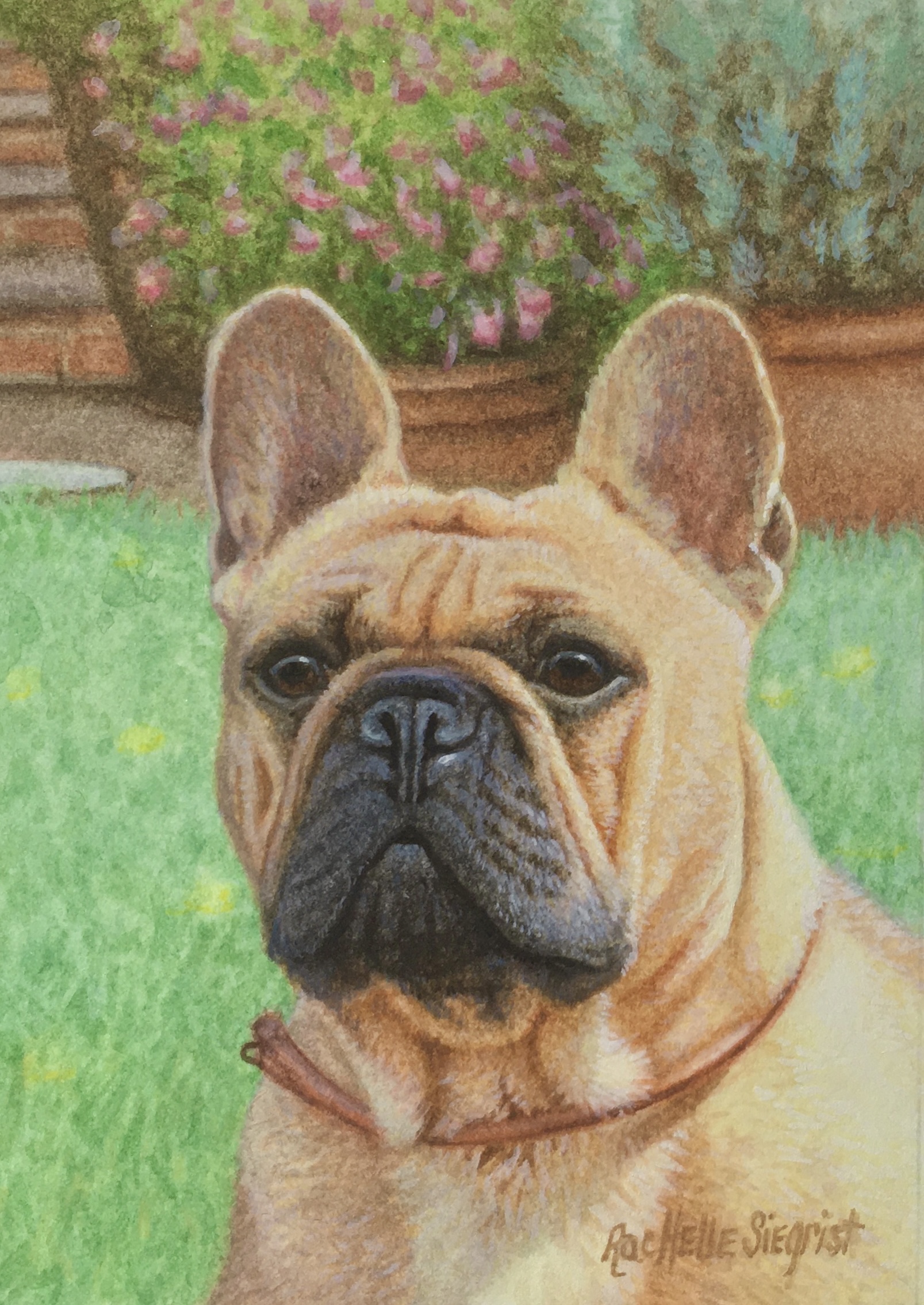 Commissioned miniature painting of a dog by Rachelle Siegrist