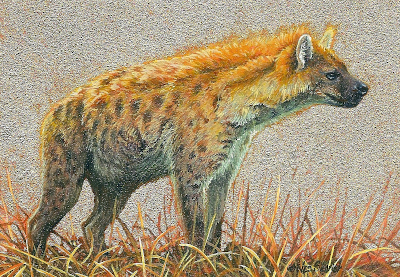 miniature painting of a Spotted Hyena by Wes Siegrist
