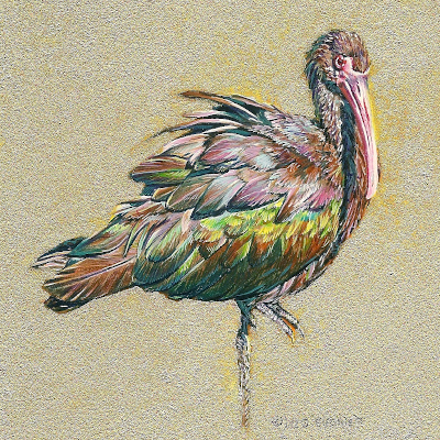 Miniature Painting of a glossy ibis by Wes Siegrist