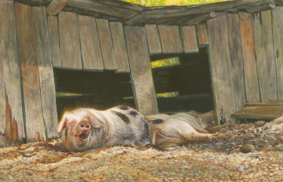 painting of a domestic pigs by Wes Siegrist