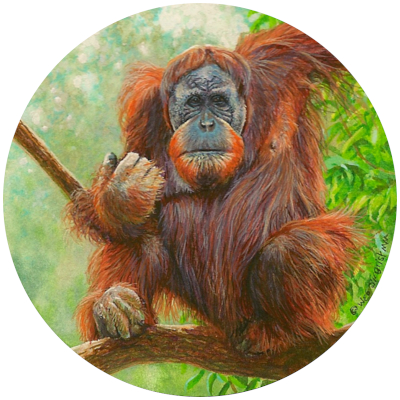 miniature painting of an orangutan by Wes Siegrist
