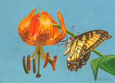 Paintings of Butterflies & Insects by Wes and Rachelle Siegrist