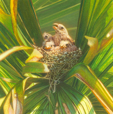 Miniature Painting of a house finches by Rachelle Siegrist